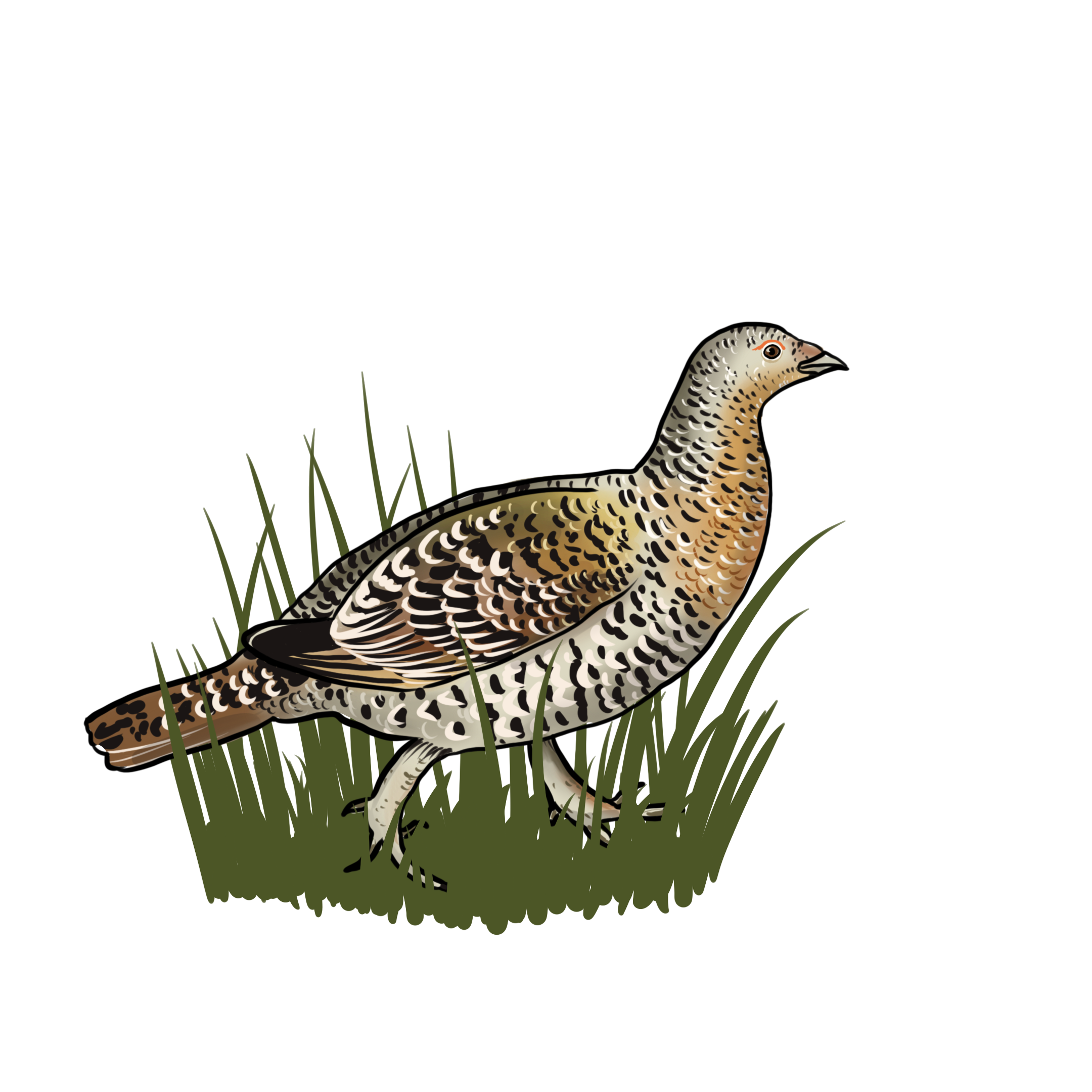 Visualisierung von speakture für das Kinderbuch "Unterwegs mit Auerhenne Aurelia" - Auerhenne im Gras, allein