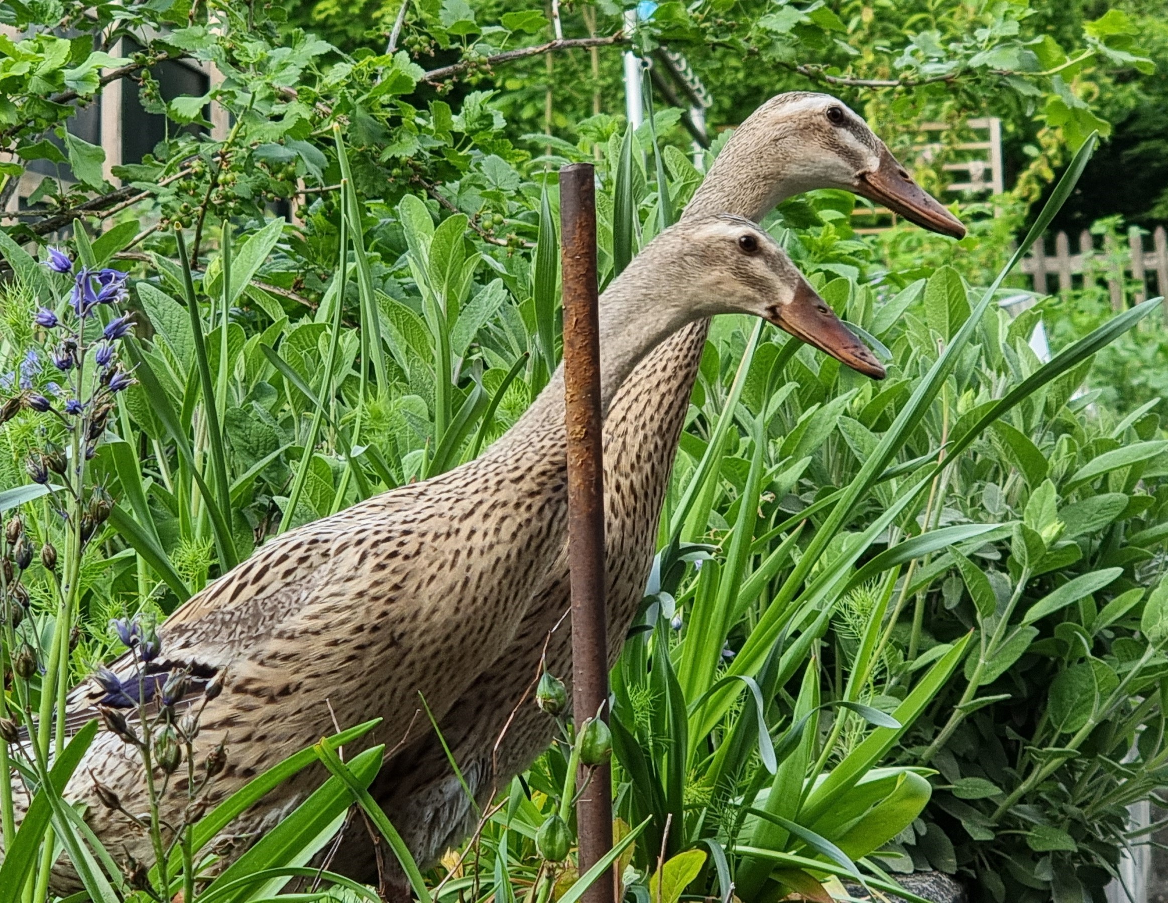 Zwei Laufenden im Garten bei speakture